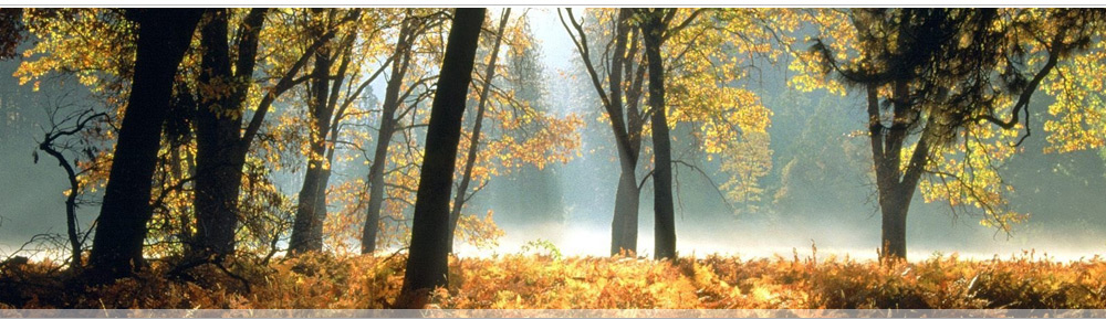 Живописный, экологически чистый коттеджный поселок рядом с Самарой в п. Нижняя Солонцовка Красноярского района