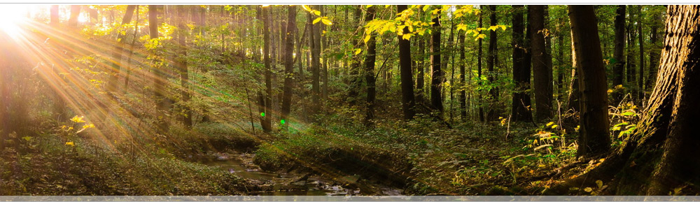 Живописный, экологически чистый коттеджный поселок рядом с Самарой в п. Нижняя Солонцовка Красноярского района