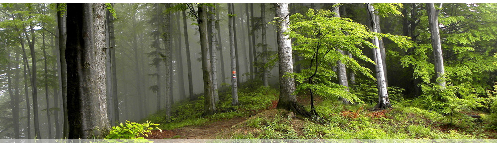 Живописный, экологически чистый коттеджный поселок рядом с Самарой в п. Нижняя Солонцовка Красноярского района